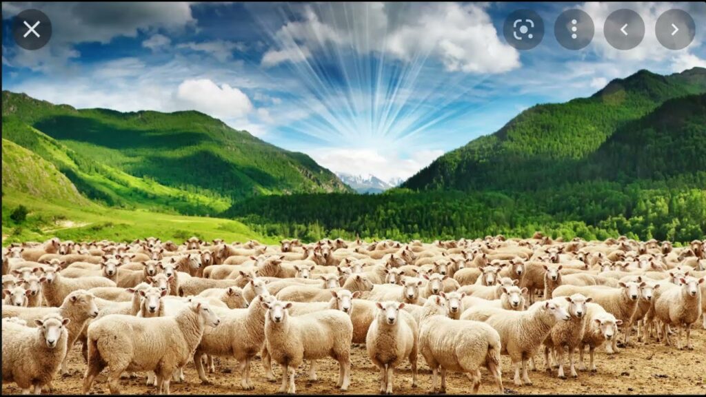 YAHAWASHI SAID FEED HIS SHEEP!!!!