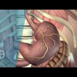 How does the Stomach Function?