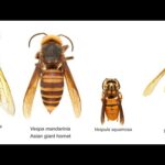 Plagues of killer bees swarm Los Angeles neighborhood 🐝 🐝