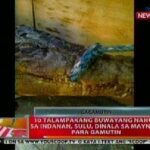 BT: 10 talampakang buwayang nahuli sa Indanan, Sulu, dinala sa Maynila para gamutin