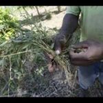 MAN APPEARED WITH HERBS (DREAM)GMSinRome Lionsonfire)