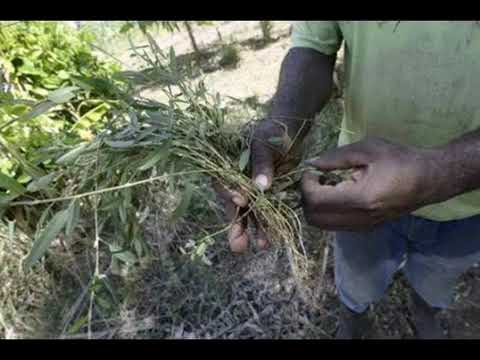 MAN APPEARED WITH HERBS (DREAM)GMSinRome Lionsonfire)