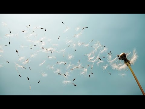 Reup: Comfort, Spirit Like The Wind!
