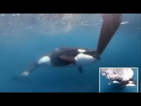 Even The Killer Whales Are Sick Of E