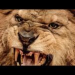 Be not a lion in thy house