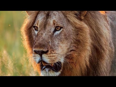 The Heathens Will Deal With Slavery (The Curses)