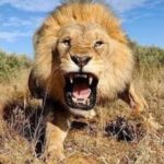 Vengeance of TMH: Teeth of Wild Beast
