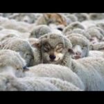 Defend The Sheep Against Grievous Wolves