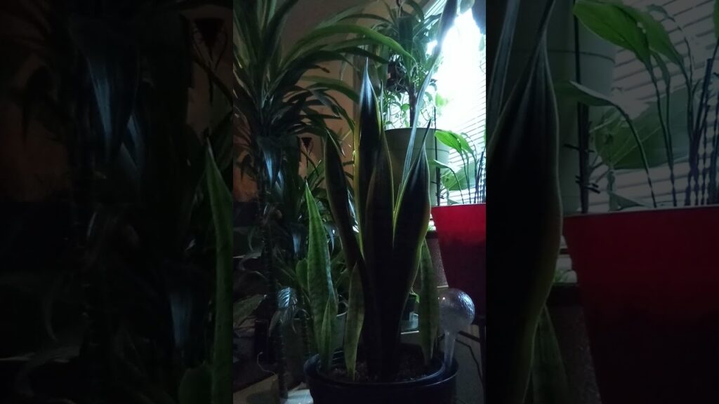 GREAT WRATH HE KNOWS HIS ⏳TIME⏳ IS SHORT!!!!