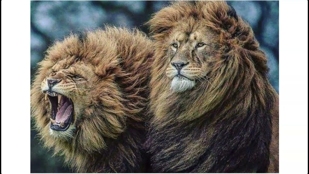 HOW IMPORTANT THE BROTHERHOOD IS!!!!