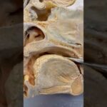 Looking at a REAL Human Tongue
