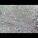 GMS Huntsville/Bham Live From Camp  1/27/24  I Hope In Thy Word