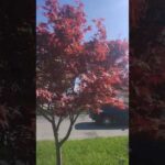 spiritual video rant:what are the spraying in the skies over America?
