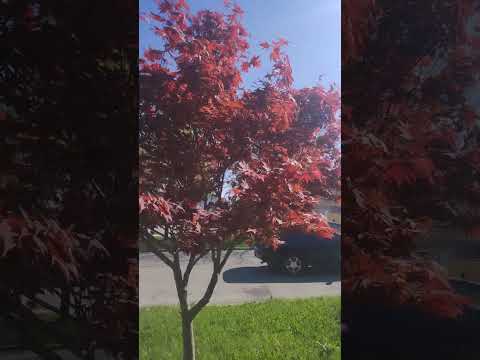 spiritual video rant:what are the spraying in the skies over America?