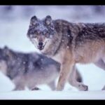 Beware of false prophets and  ravening wolves