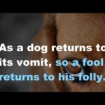 Eventually all dogs return to the vomit
