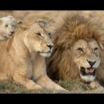 (REUPLOAD) GMSNORTHCAROLINA777:PRESS FORWARD!!!