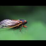 Total solar eclipse and two types of cicadas will emerge 2024: plagues and judgment