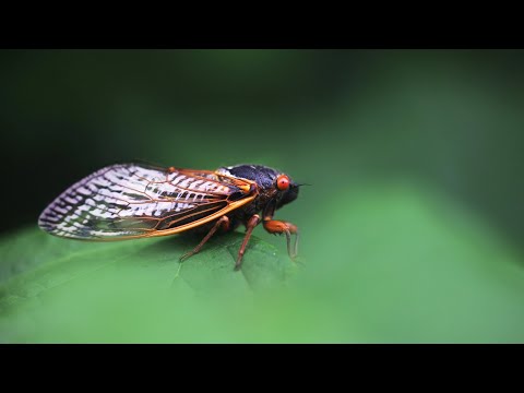 Total solar eclipse and two types of cicadas will emerge 2024: plagues and judgment