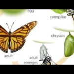 BE NOT ASHAMED OF THE CHANGE