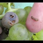 Judging The Fruits of the Spirit (Ephesians 5: 8-17 v/s Ezekiel 18:2)