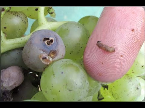 Judging The Fruits of the Spirit (Ephesians 5: 8-17 v/s Ezekiel 18:2)