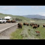 There is something going on in the spirit: animals leaving Yellowstone park in droves