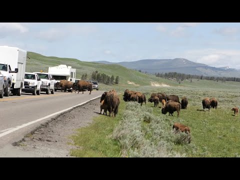 There is something going on in the spirit: animals leaving Yellowstone park in droves