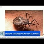 More Plagues Pestilences Continuing To Spread (Bible Prophesy Quietly Speaking PT3)