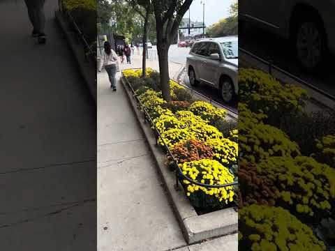 The Importance of Mindset As The World Crumbles