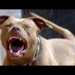 DOGS TO TEAR! REPENT!