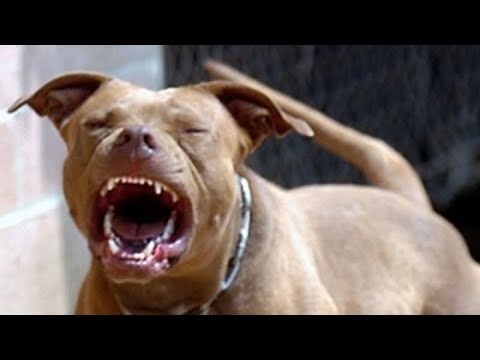 DOGS TO TEAR! REPENT!