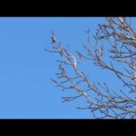 Chariots 🛸 of the Lord visits gms Kansas City for the 2nd week: Kal halal Yahawah bahasham yahawashi