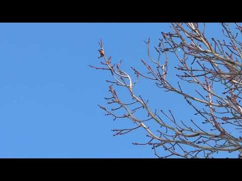 Chariots 🛸 of the Lord visits gms Kansas City for the 2nd week: Kal halal Yahawah bahasham yahawashi