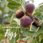 Fruits of Truth Springing Forth Out of the Earth (Mat 24:32) !