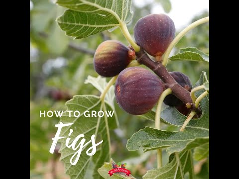 Fruits of Truth Springing Forth Out of the Earth (Mat 24:32) !