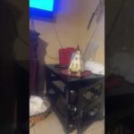 Gms keep pushing on is live