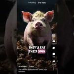 Leviticus 11:7-8 STILL EATING PORK???