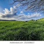 Only The LORD Can Give Us Rest