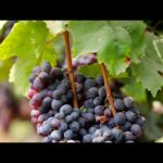 THE ELECT IS ONE GRAPE OF A CLUSTER