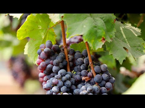 THE ELECT IS ONE GRAPE OF A CLUSTER