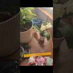 GMS REUPLOAD: gmsmaccabeanspirit – CHARAGMA PSA