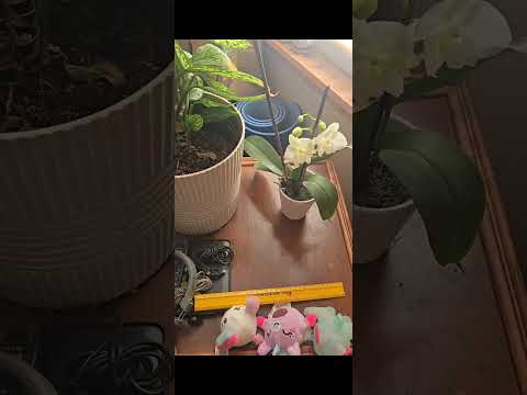 GMS REUPLOAD: gmsmaccabeanspirit – CHARAGMA PSA